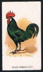 Black Maorca Cock